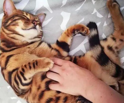 大哥爆料小老虎视频大全,小老虎视频大全精彩瞬间大放送 第2张 大哥爆料小老虎视频大全,小老虎视频大全精彩瞬间大放送 第2张